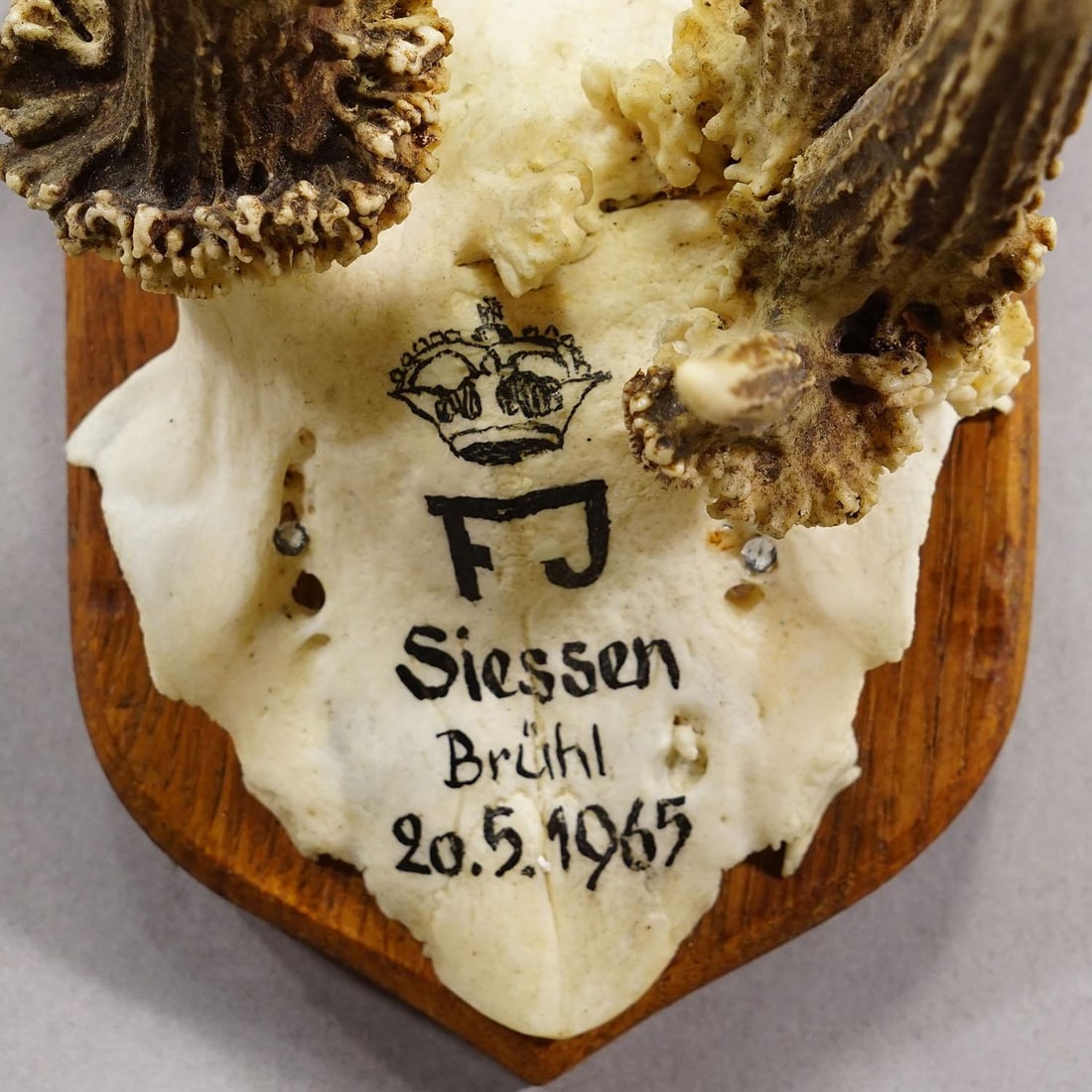 Vintage Red Deer Trophy by Franz Joseph, Prince of Thurn and Taxis, 1965 - 5