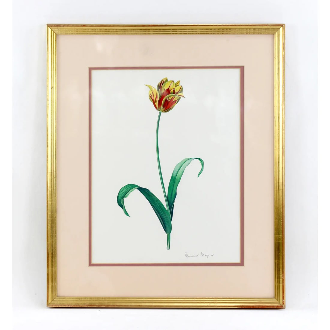 Vintage Hand-Painted Plant Specimen Watercolor Tulip Specimen (With Frame). Signed in the Lower Righ - 11