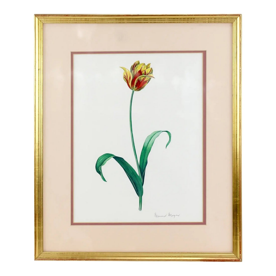 Vintage Hand-Painted Plant Specimen Watercolor Tulip Specimen (With Frame). Signed in the Lower Righ: Tulip (scientific name: Tulipa gesneriana) is a cultivated species of the genus Tulip in the lily family. It is a perennial herb with a flat conical or flat oval bulb. It is called a "magic flower"