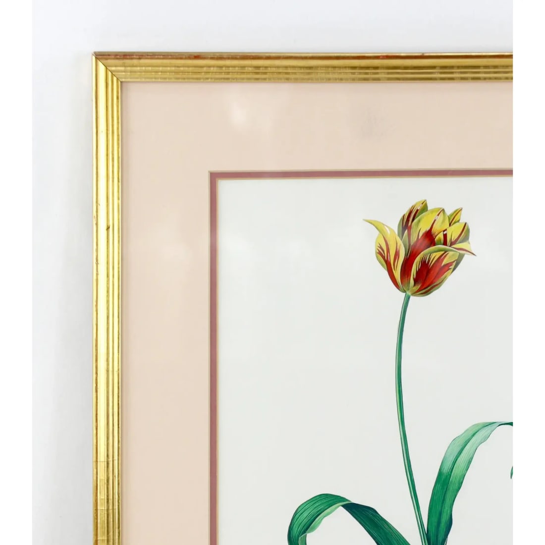 Vintage Hand-Painted Plant Specimen Watercolor Tulip Specimen (With Frame). Signed in the Lower Righ - 2