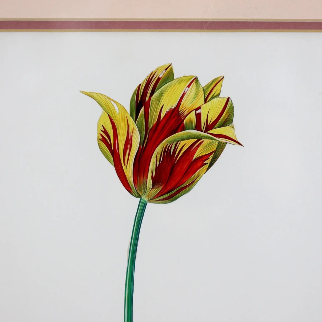 Vintage Hand-Painted Plant Specimen Watercolor Tulip Specimen (With Frame). Signed in the Lower Righ - 3