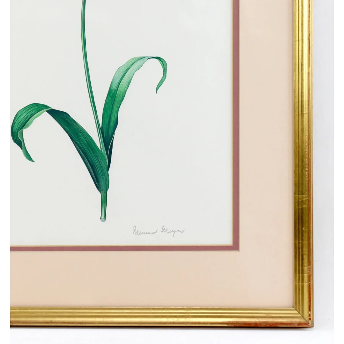 Vintage Hand-Painted Plant Specimen Watercolor Tulip Specimen (With Frame). Signed in the Lower Righ - 5