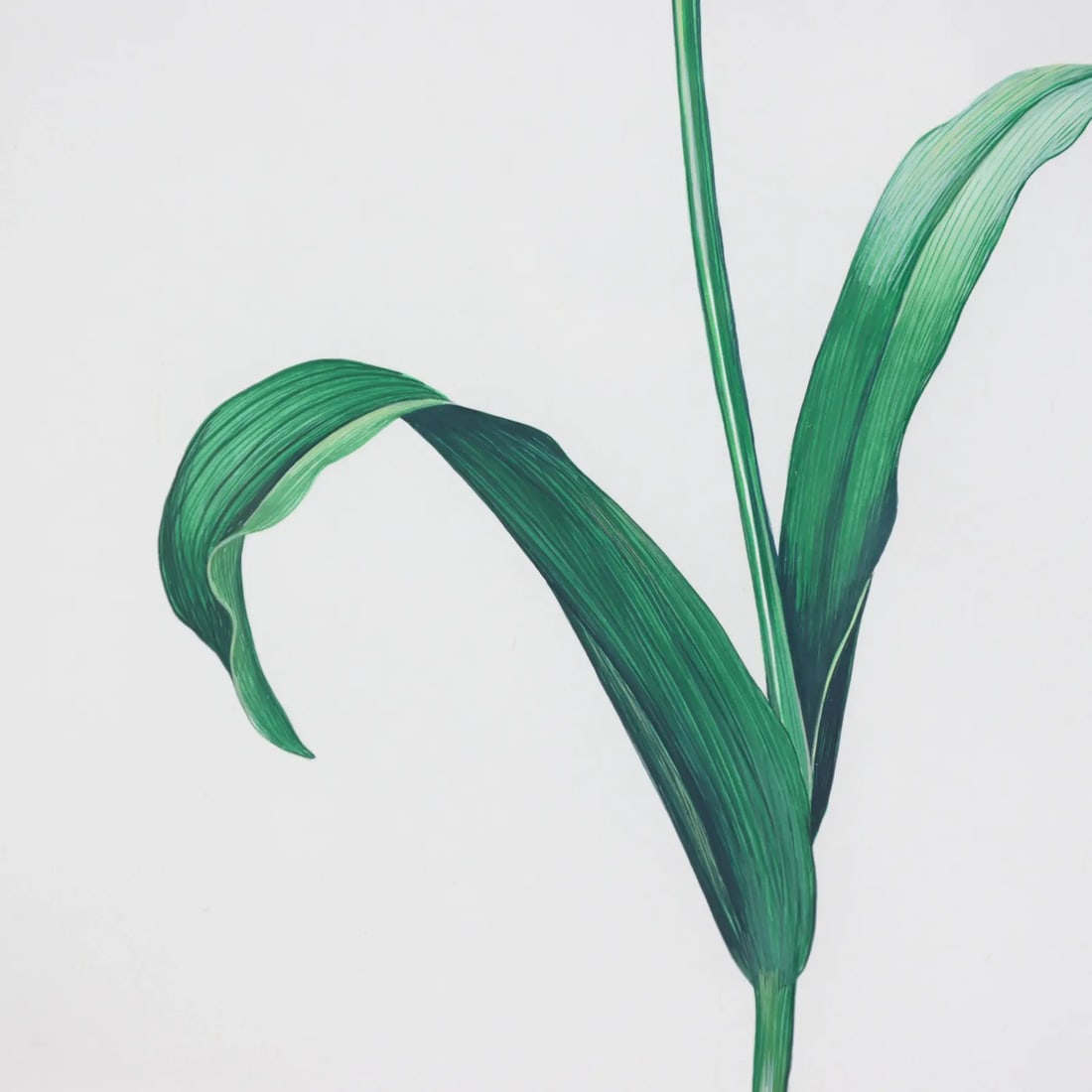 Vintage Hand-Painted Plant Specimen Watercolor Tulip Specimen (With Frame). Signed in the Lower Righ - 6