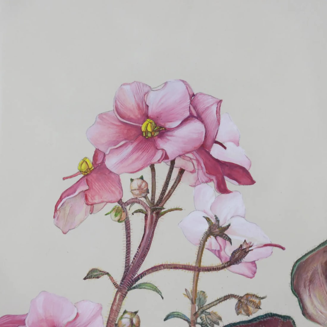 Hand-Painted Watercolor Specimen Flower Painting, Signed - 5