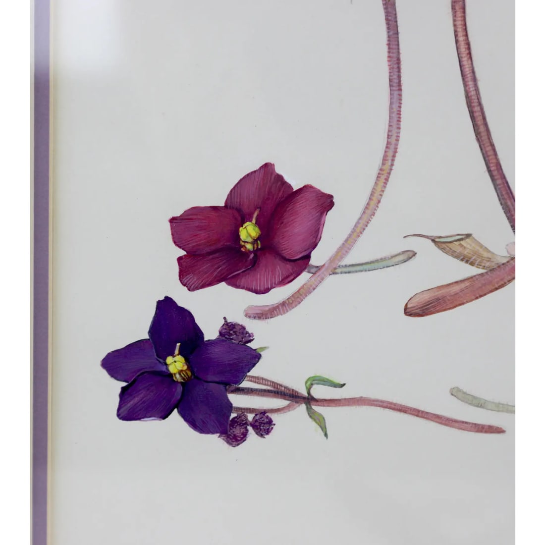 Hand-Painted Watercolor Specimen Flower Painting, Signed - 6