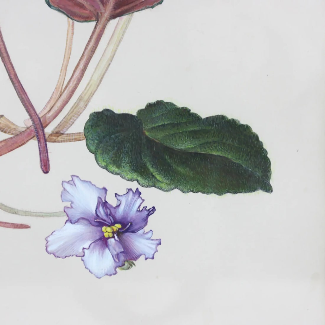Hand-Painted Watercolor Specimen Flower Painting, Signed - 8