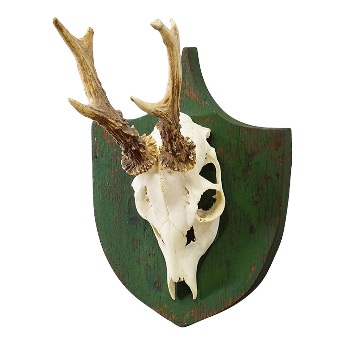 Antique Black Forest Red Deer Trophy on Green Plaque - Salem Germany 1900: Antique Black Forest Red Deer Trophy on Green Plaque - Salem Germany 1900 An antique trophy of a 6-pointer red deer (Cervus elaphus) from Salem Castle in southern Germany. Shot by a member of the prin