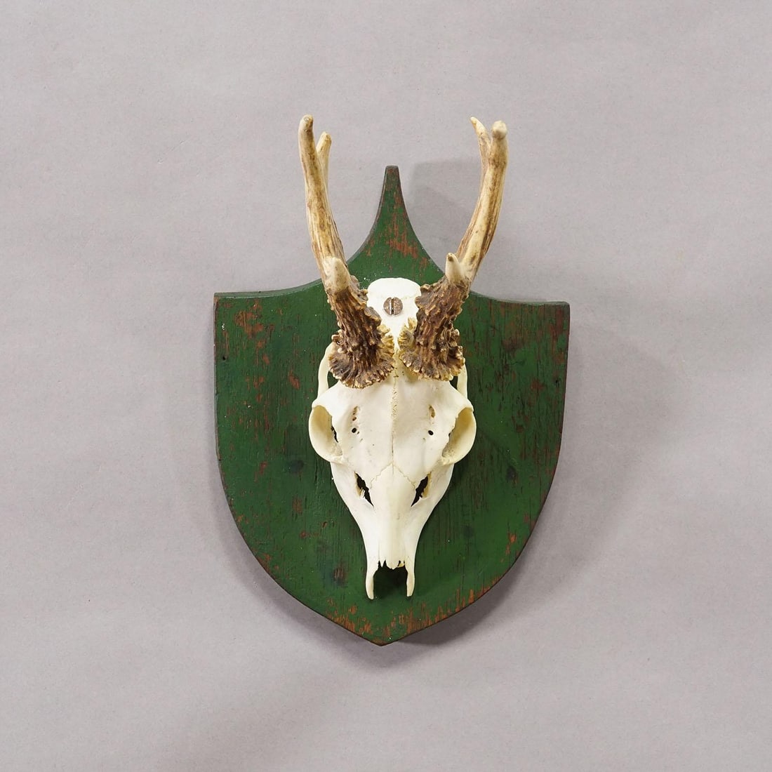 Antique Black Forest Red Deer Trophy on Green Plaque - Salem Germany 1900 - 2