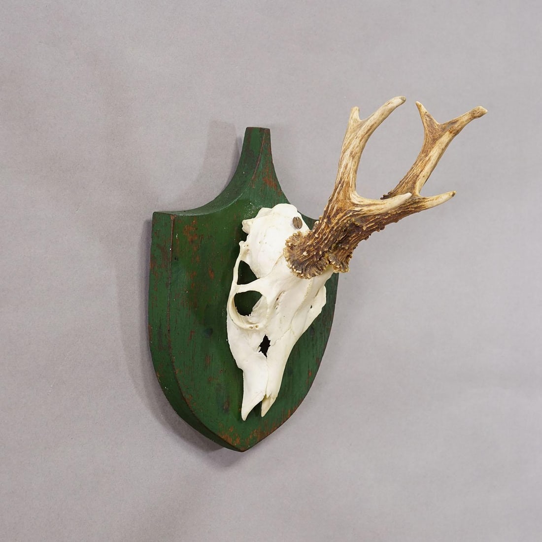 Antique Black Forest Red Deer Trophy on Green Plaque - Salem Germany 1900 - 3
