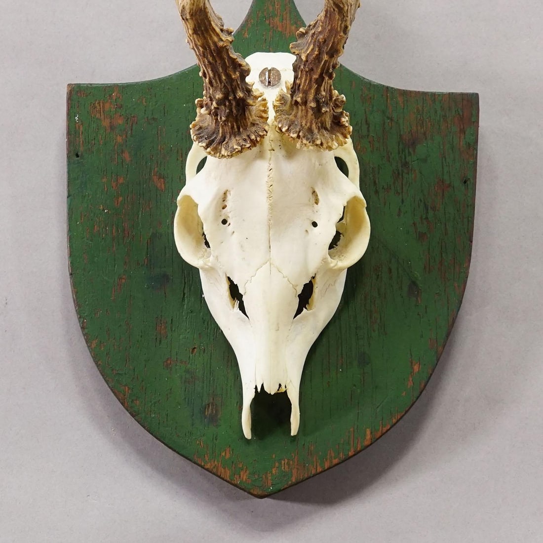 Antique Black Forest Red Deer Trophy on Green Plaque - Salem Germany 1900 - 4