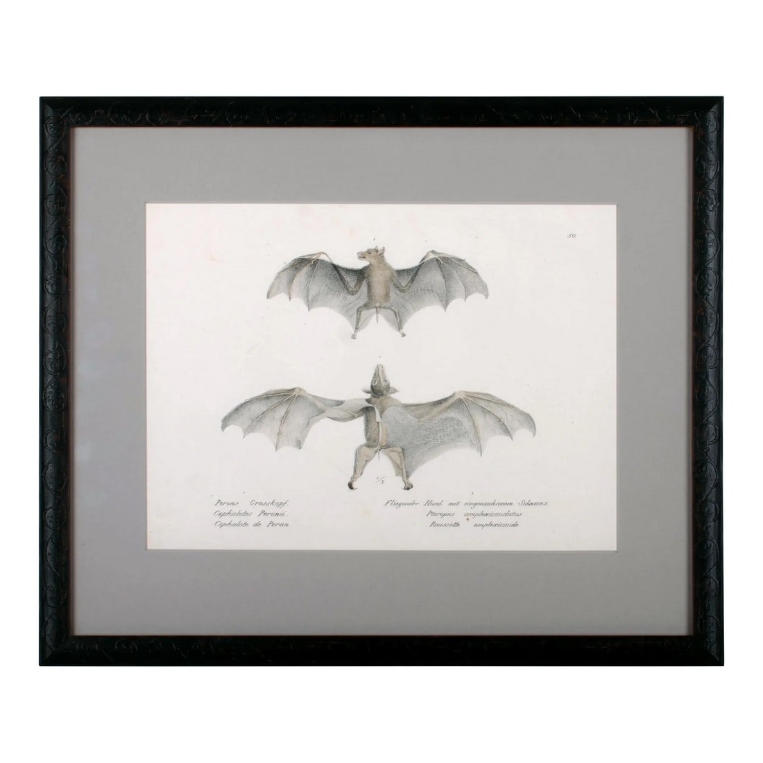 1836 Schinz & Brodtmann Flying Fox Bat Lithograph (1 of 5)