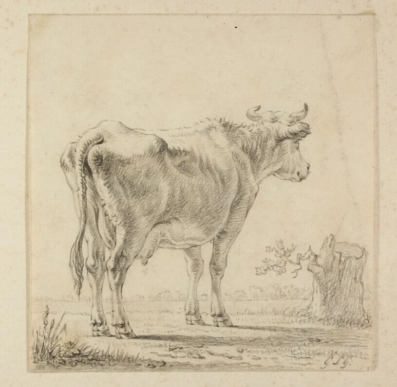 19th century Animal, Cows Antique Pencil Drawing Original - 5