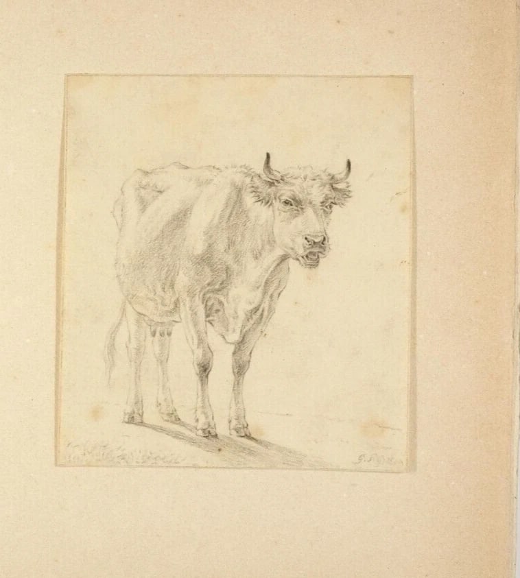 Antique Pencil Drawing Original 19th century Animal, Cows - 4