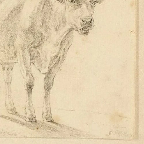 Antique Pencil Drawing Original 19th century Animal, Cows - 5