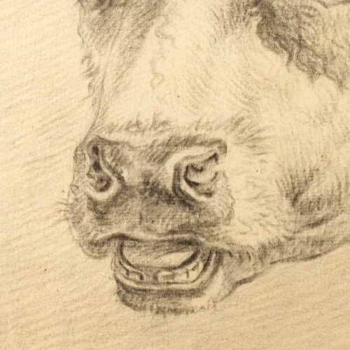 19th century Animal Cows - Antique Pencil Drawing Original - 4
