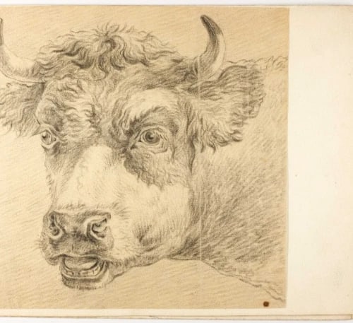 19th century Animal Cows - Antique Pencil Drawing Original - 7