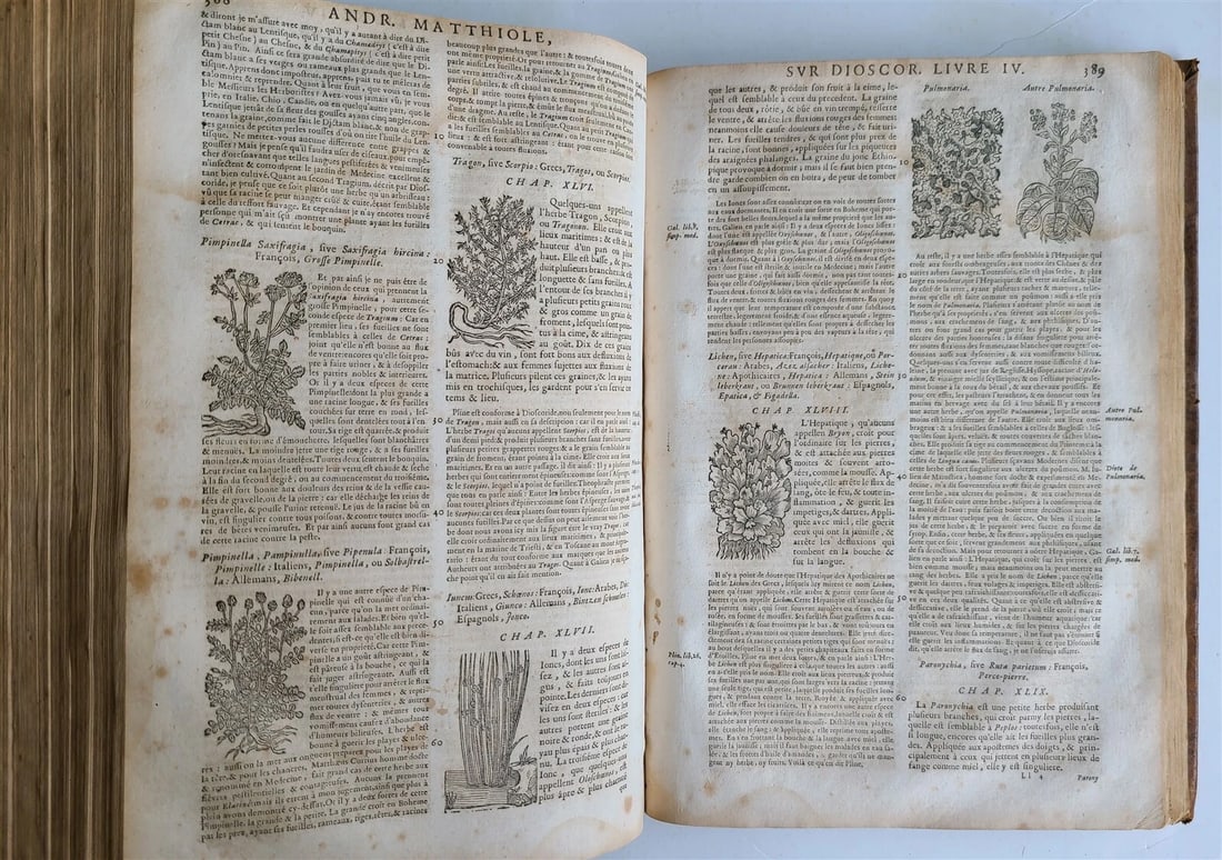 1680 MEDICAL PLANTS ILLUSTRATED w/ 1478 woodcuts antique by Mattioli FOLIO rare - 7