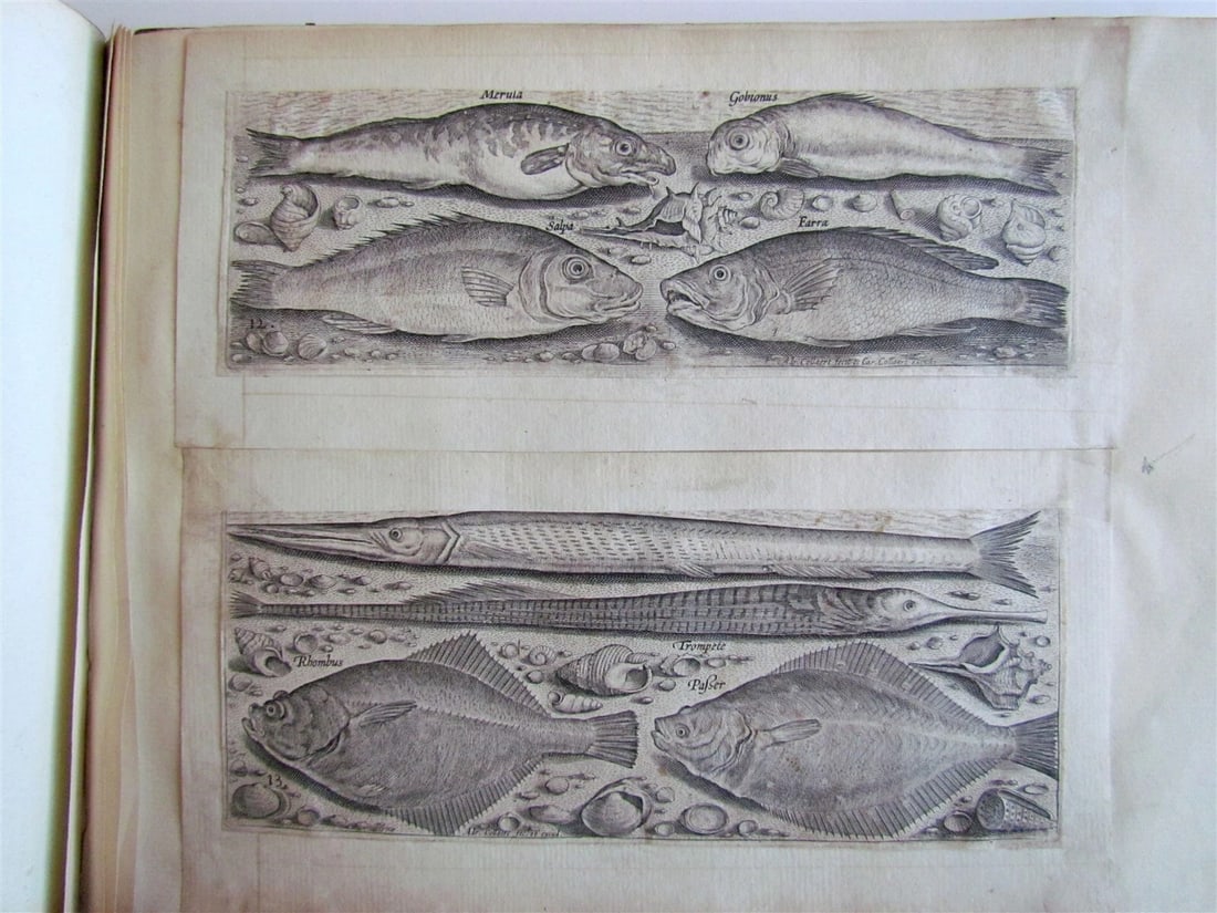 1610 PISCIUM VIVAE ICONES antique 20 ENGRAVINGS by ADRIAEN COLLAERT scarce - 10