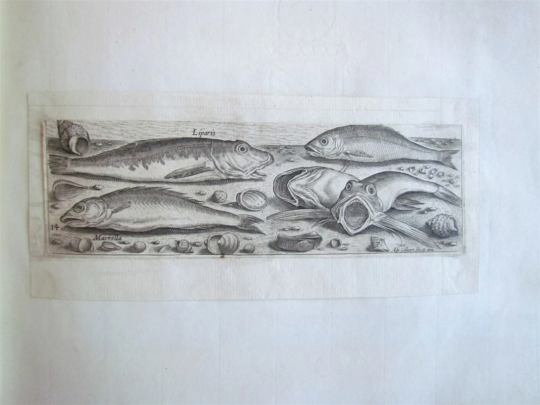 1610 PISCIUM VIVAE ICONES antique 20 ENGRAVINGS by ADRIAEN COLLAERT scarce - 11