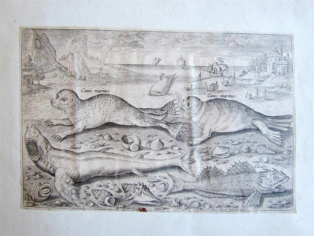 1610 PISCIUM VIVAE ICONES antique 20 ENGRAVINGS by ADRIAEN COLLAERT scarce - 12