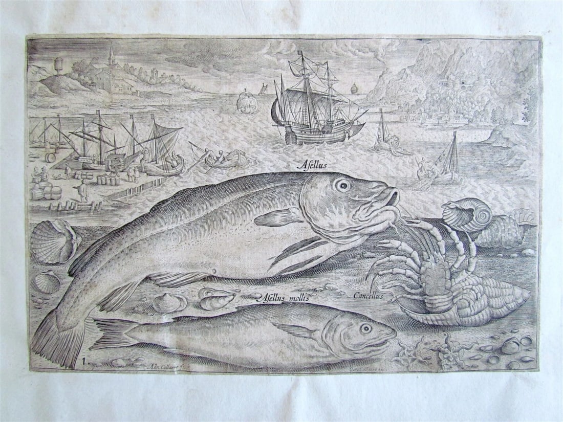 1610 PISCIUM VIVAE ICONES antique 20 ENGRAVINGS by ADRIAEN COLLAERT scarce - 3