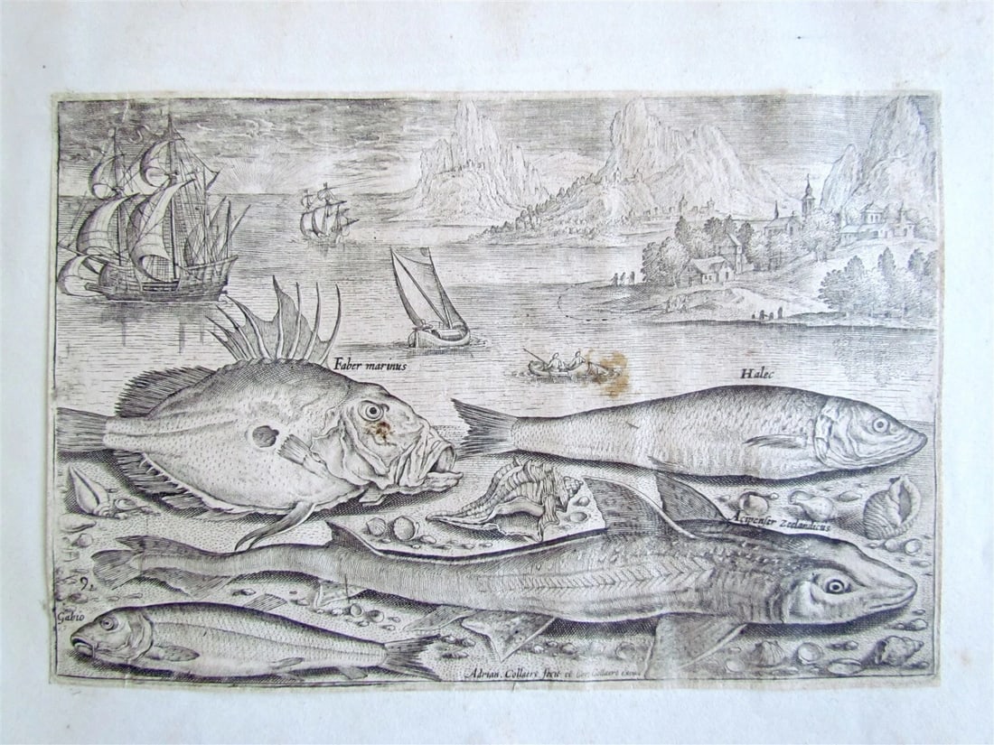 1610 PISCIUM VIVAE ICONES antique 20 ENGRAVINGS by ADRIAEN COLLAERT scarce - 4