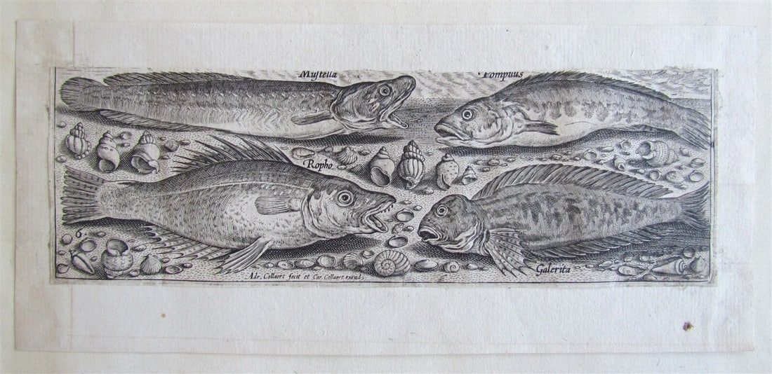1610 PISCIUM VIVAE ICONES antique 20 ENGRAVINGS by ADRIAEN COLLAERT scarce - 5