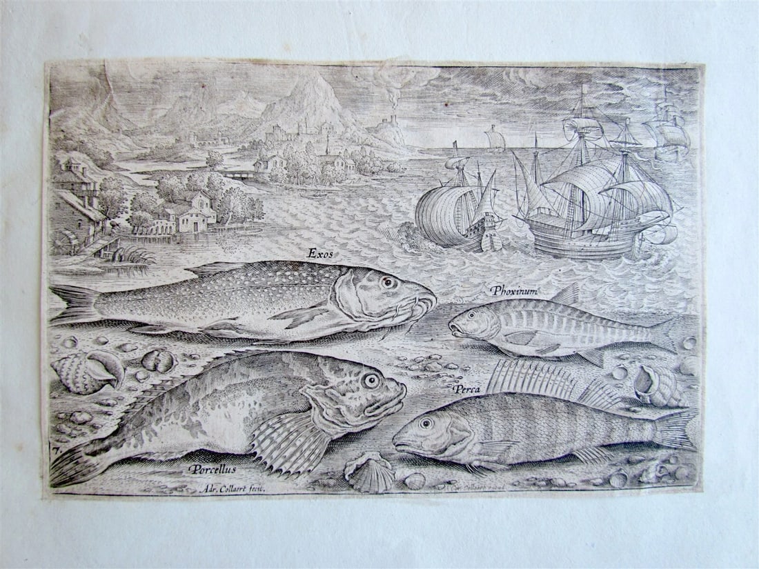 1610 PISCIUM VIVAE ICONES antique 20 ENGRAVINGS by ADRIAEN COLLAERT scarce - 6