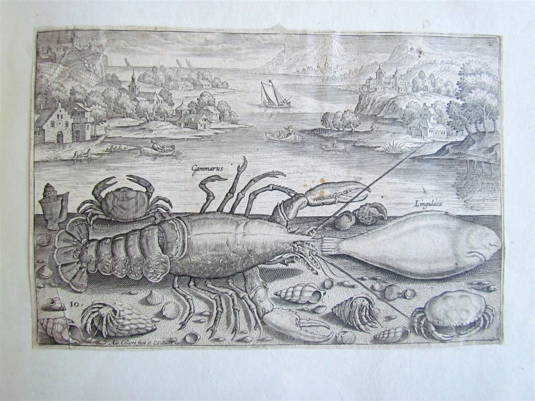 1610 PISCIUM VIVAE ICONES antique 20 ENGRAVINGS by ADRIAEN COLLAERT scarce - 8
