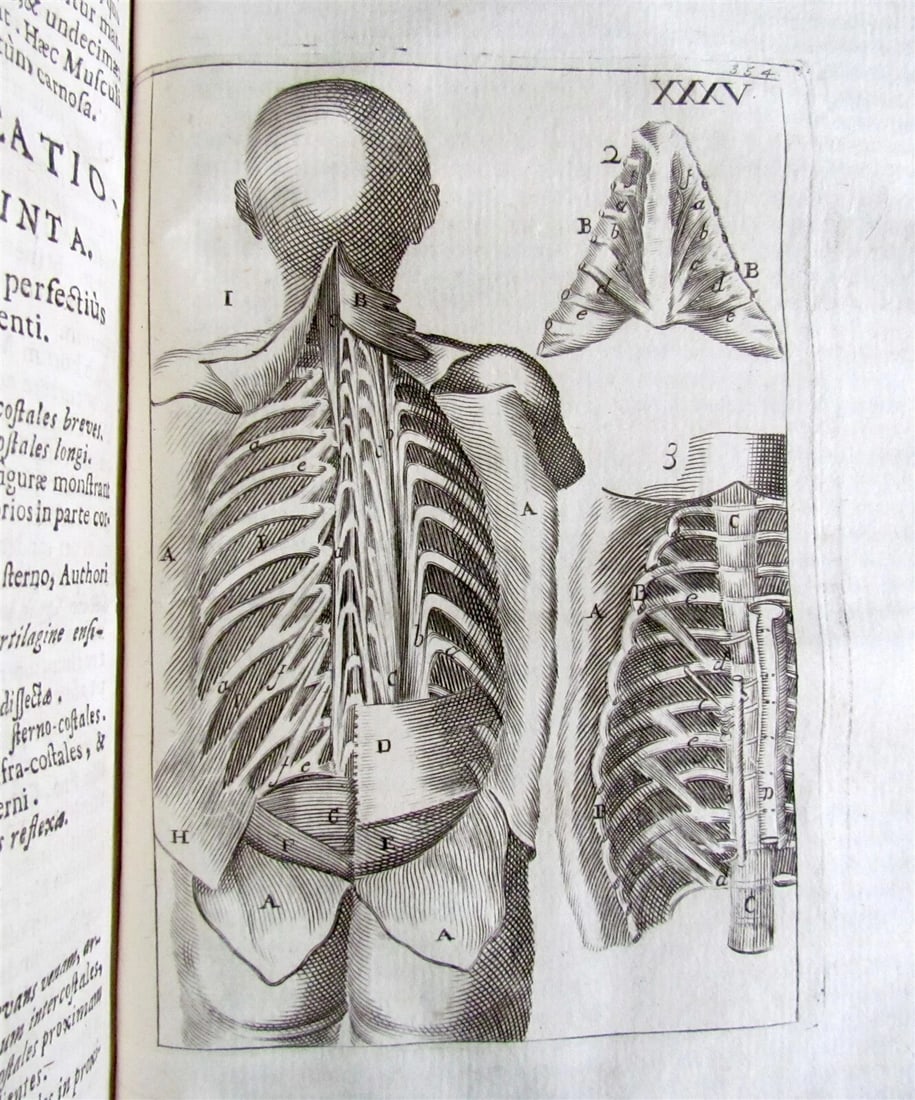 1717 2 VOLUMES ANATOMY ILLUSTRATED CORPORIS HUMANI ANATOMIAE antique in LATIN - 10