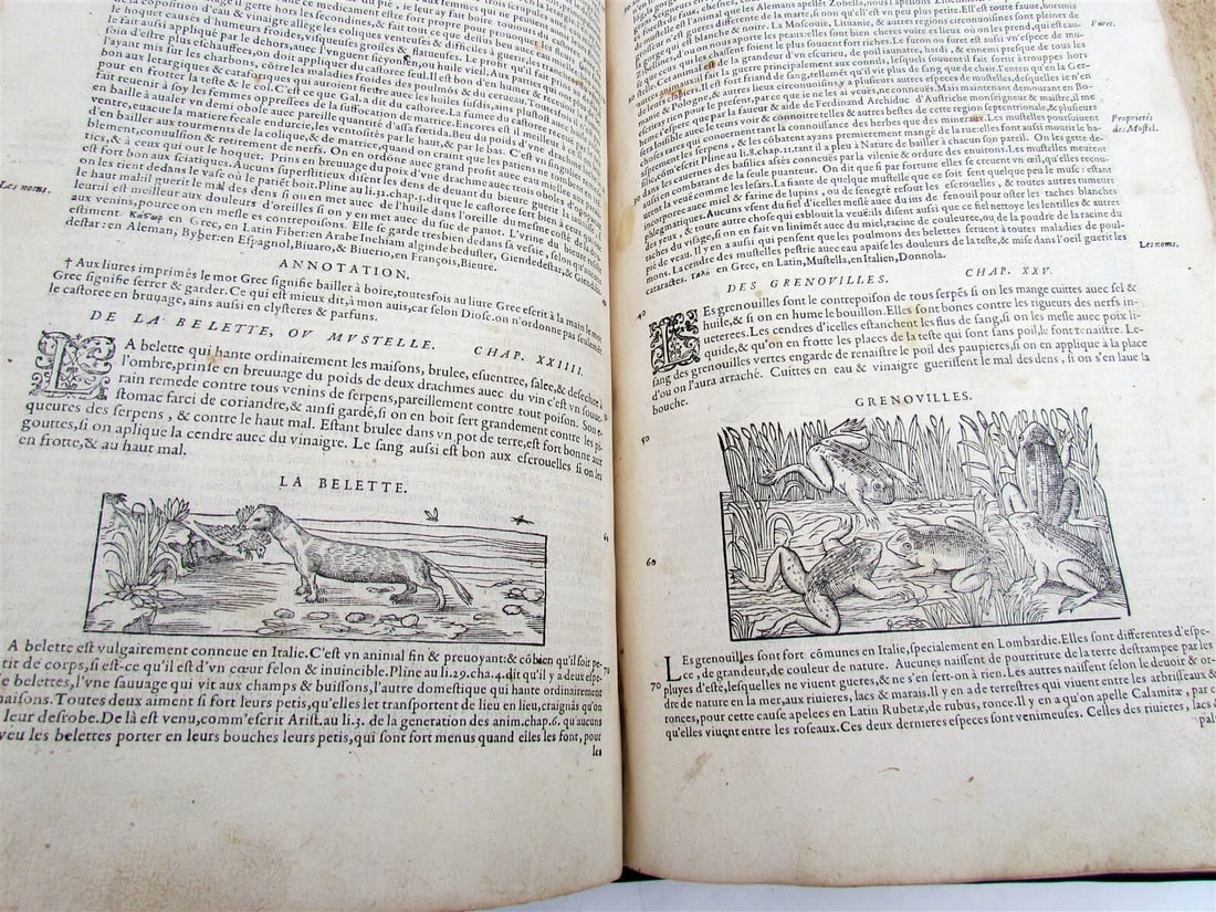 1579 MATTHIOLE COMMENTARIES ILLUSTRATED PLANTS ANIMALS antique 16th cent. FOLIO - 10