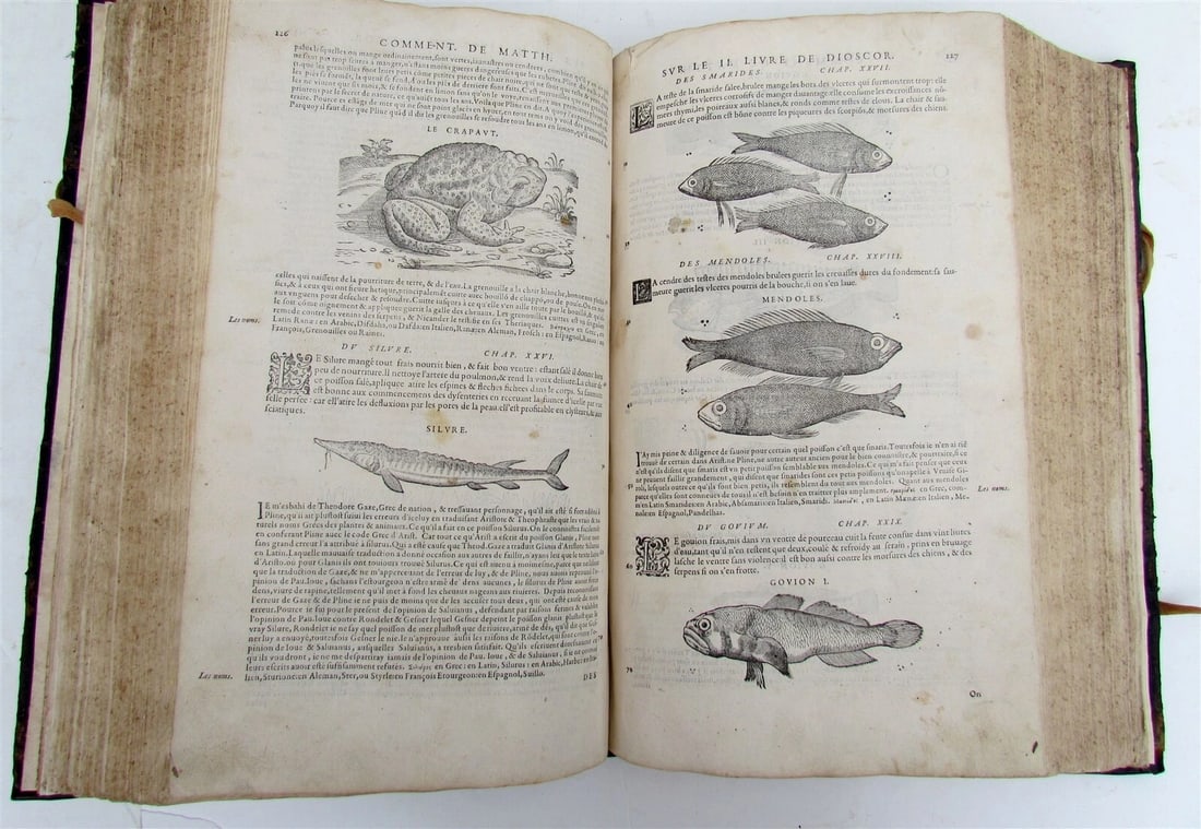 1579 MATTHIOLE COMMENTARIES ILLUSTRATED PLANTS ANIMALS antique 16th cent. FOLIO - 12