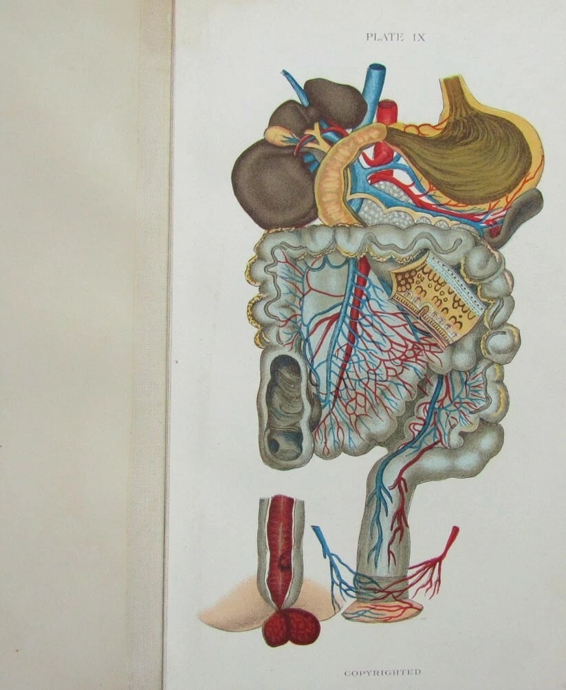 1909 GYNECOLOGICAL PLATES antique leather bound - 8
