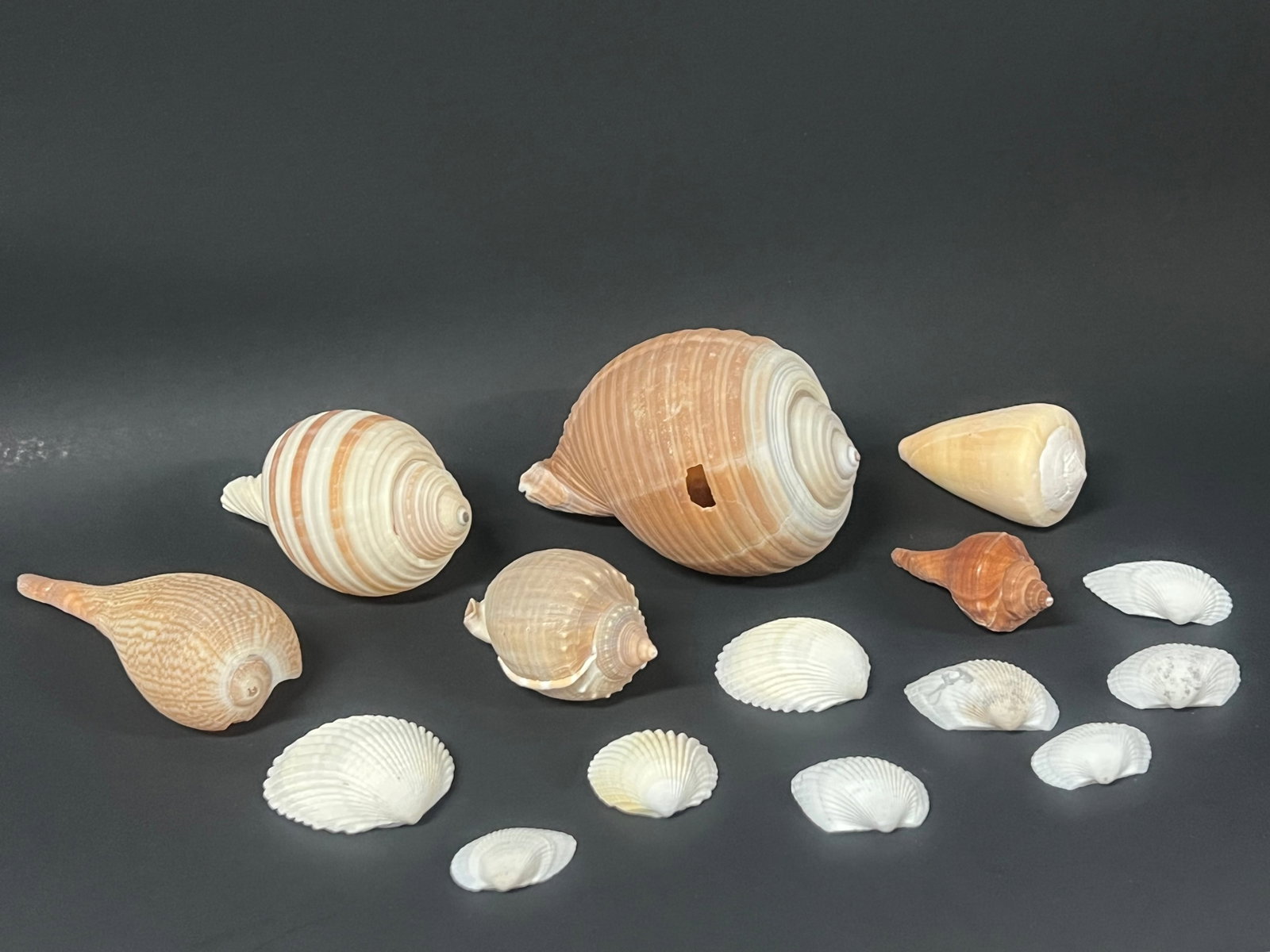 Assorted Seashells 15 Pcs. - 3