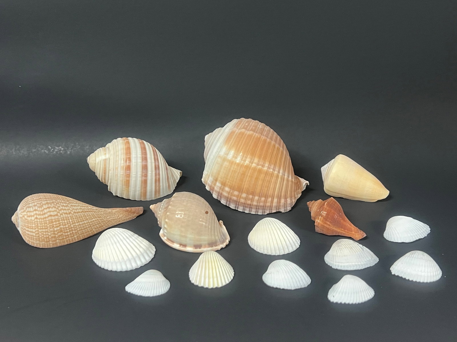 Assorted Seashells 15 Pcs. - 4
