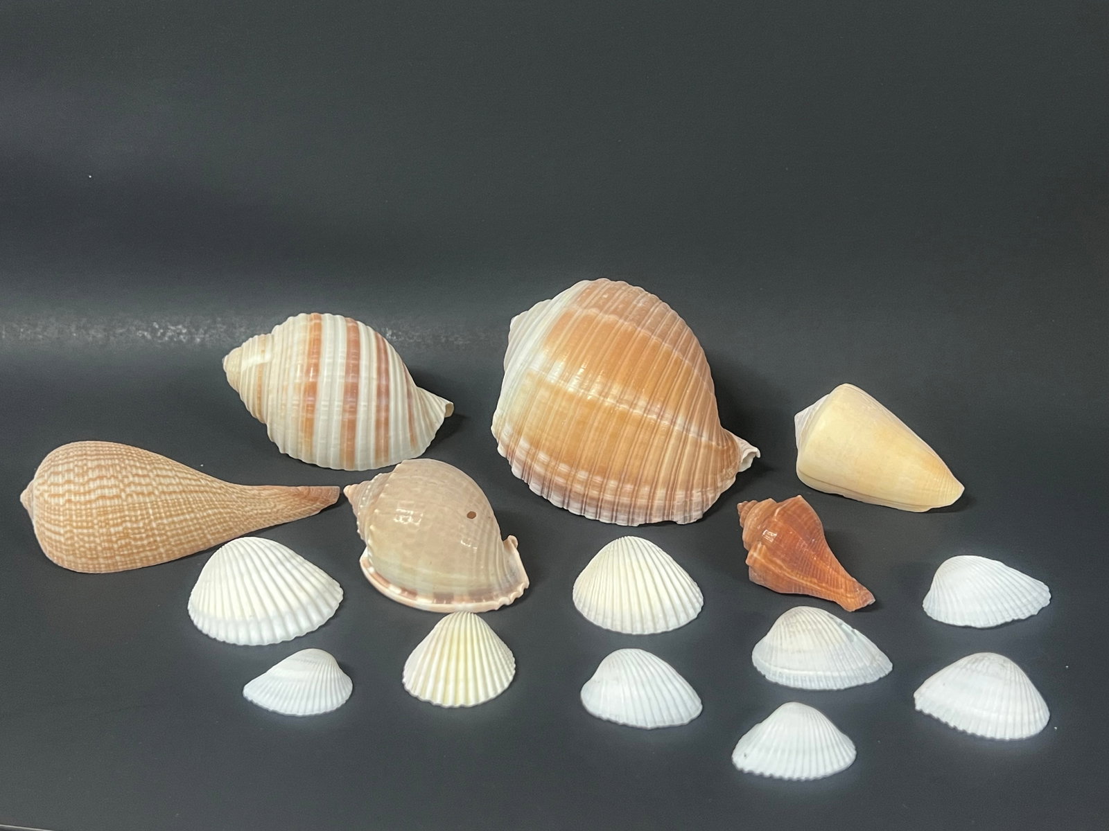 Assorted Seashells 15 Pcs. - 5
