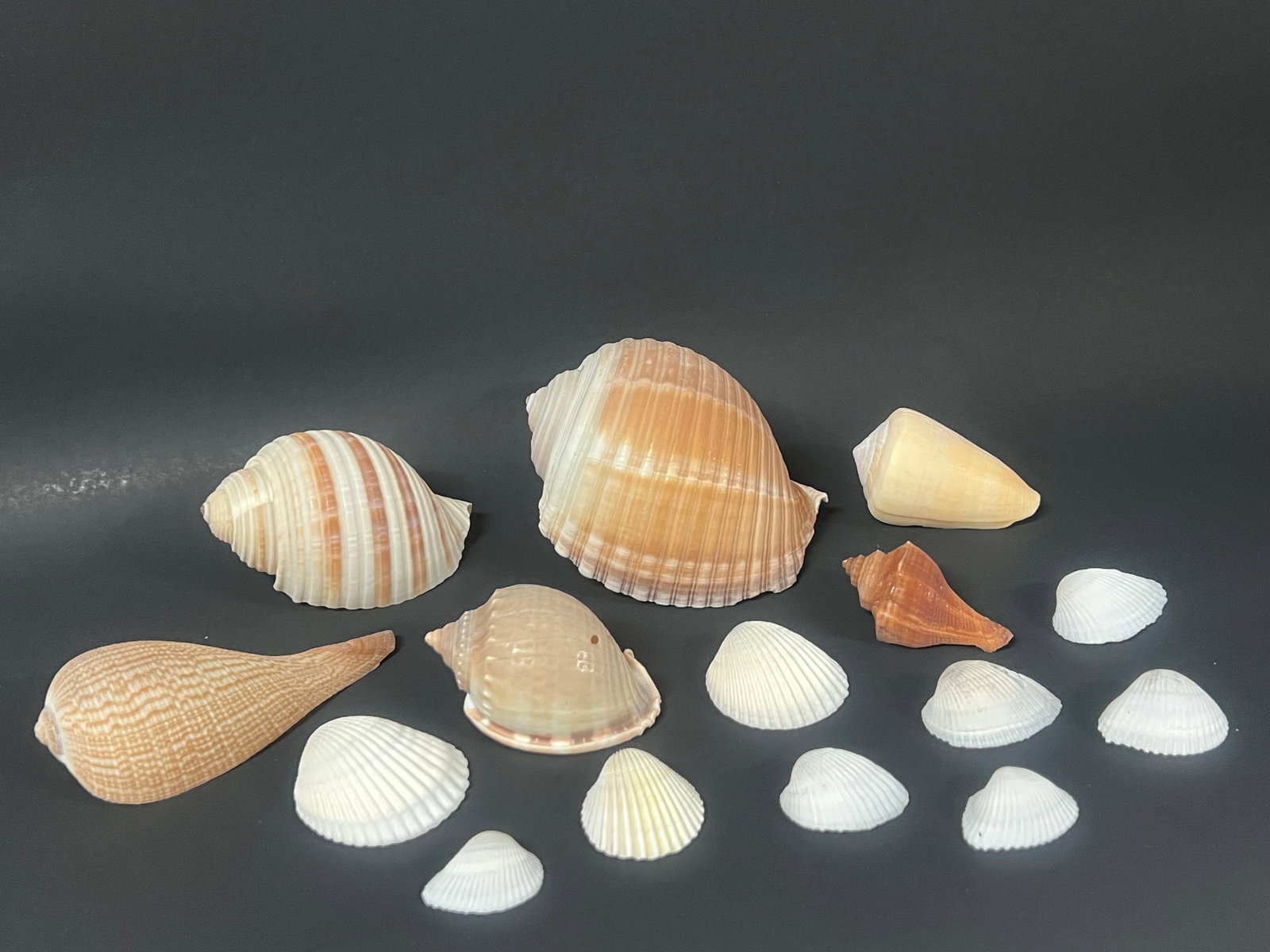 Assorted Seashells 15 Pcs. - 6