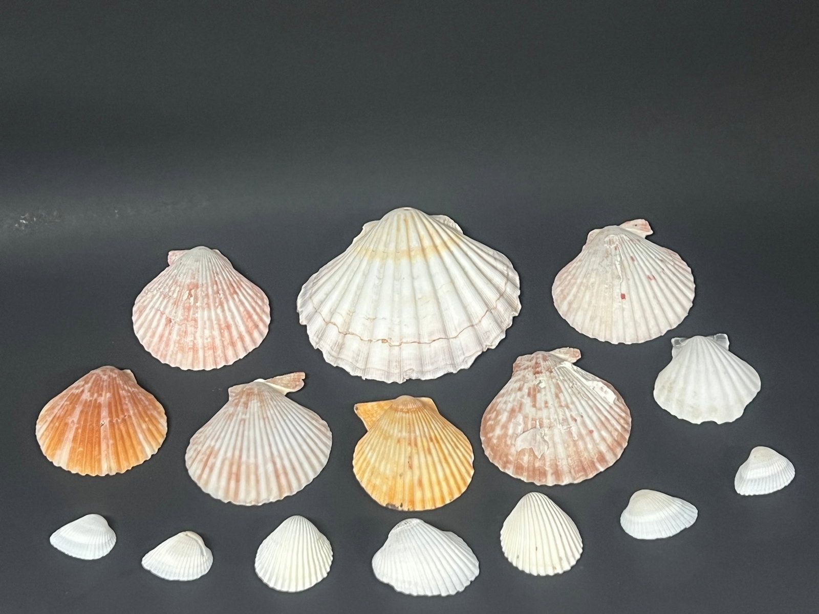 Assorted Seashells 15 Pcs. - 4