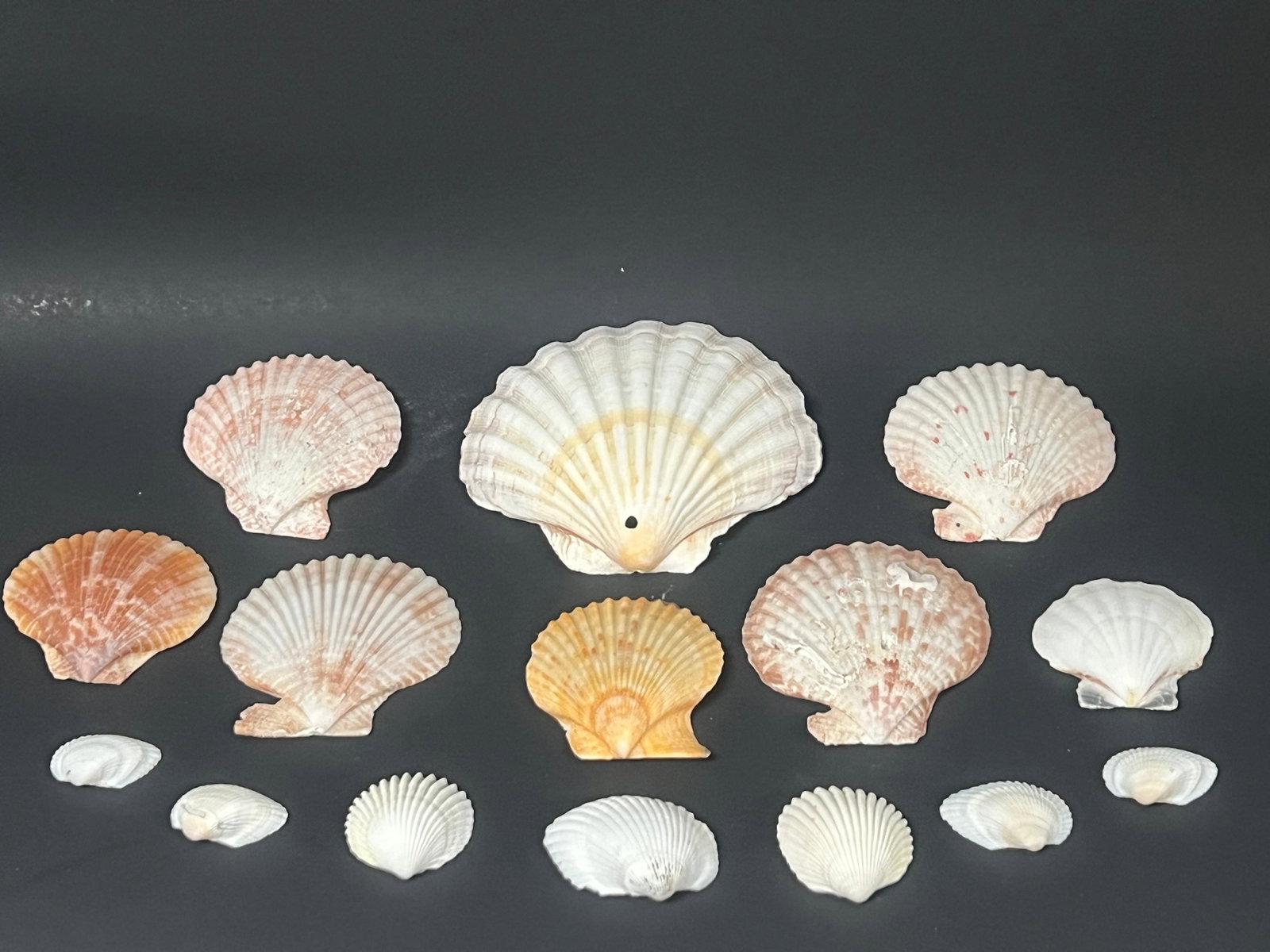 Assorted Seashells 15 Pcs. - 5