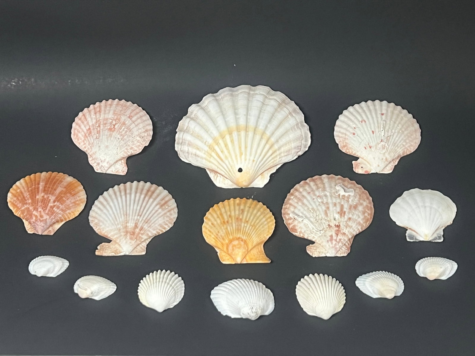 Assorted Seashells 15 Pcs. - 6