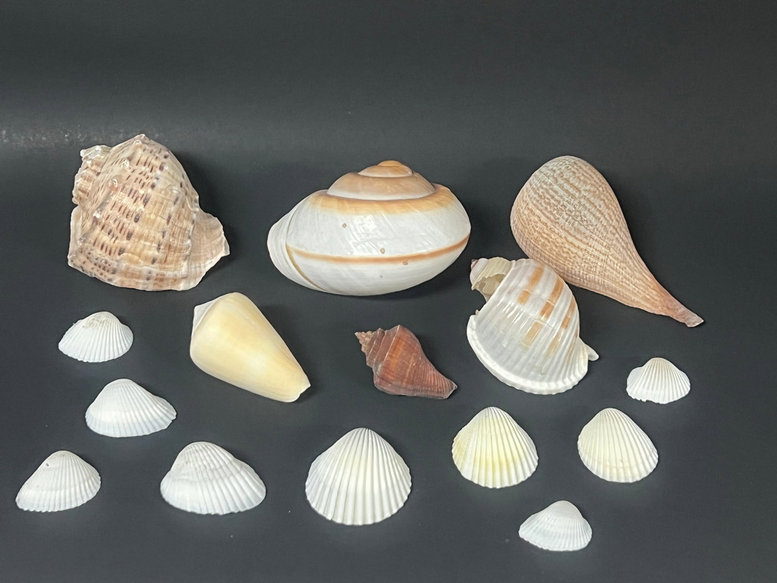 Assorted Seashells 15 Pcs. - 4