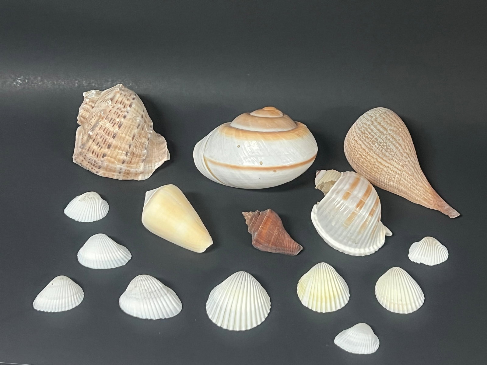 Assorted Seashells 15 Pcs. - 5