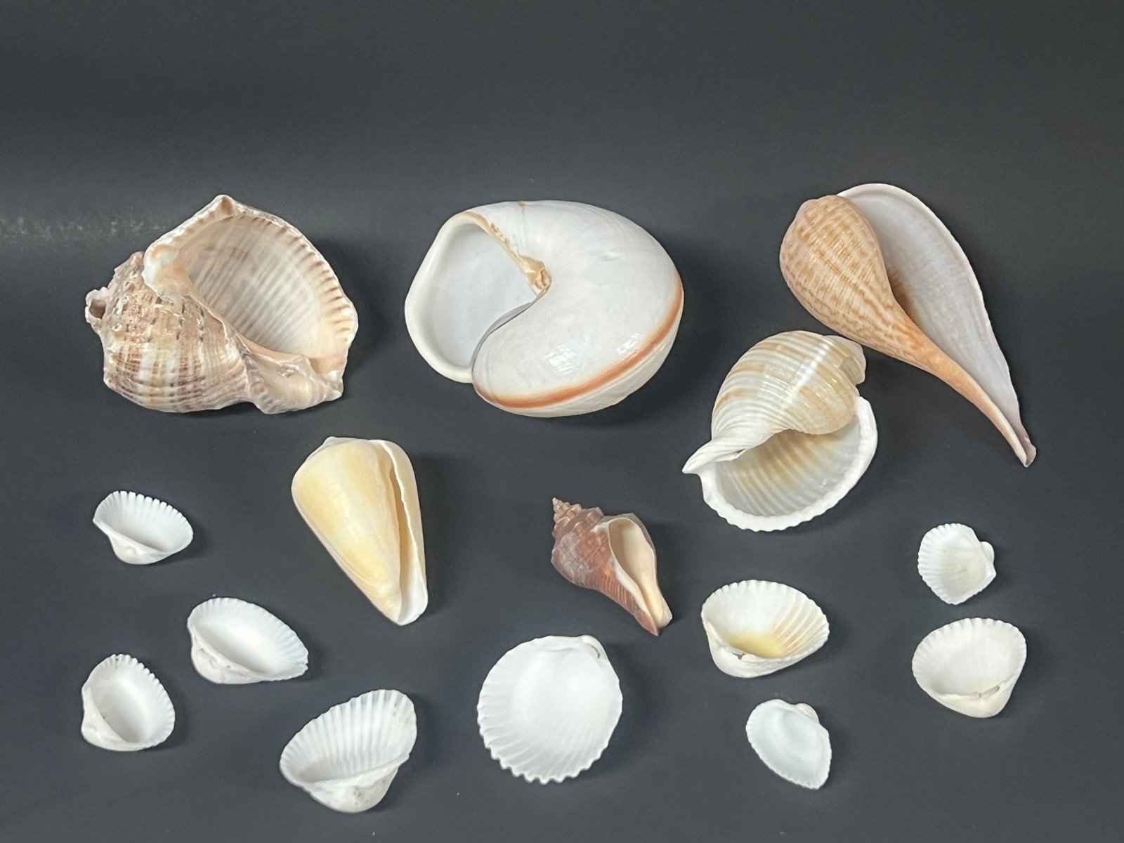 Assorted Seashells 15 Pcs. - 6