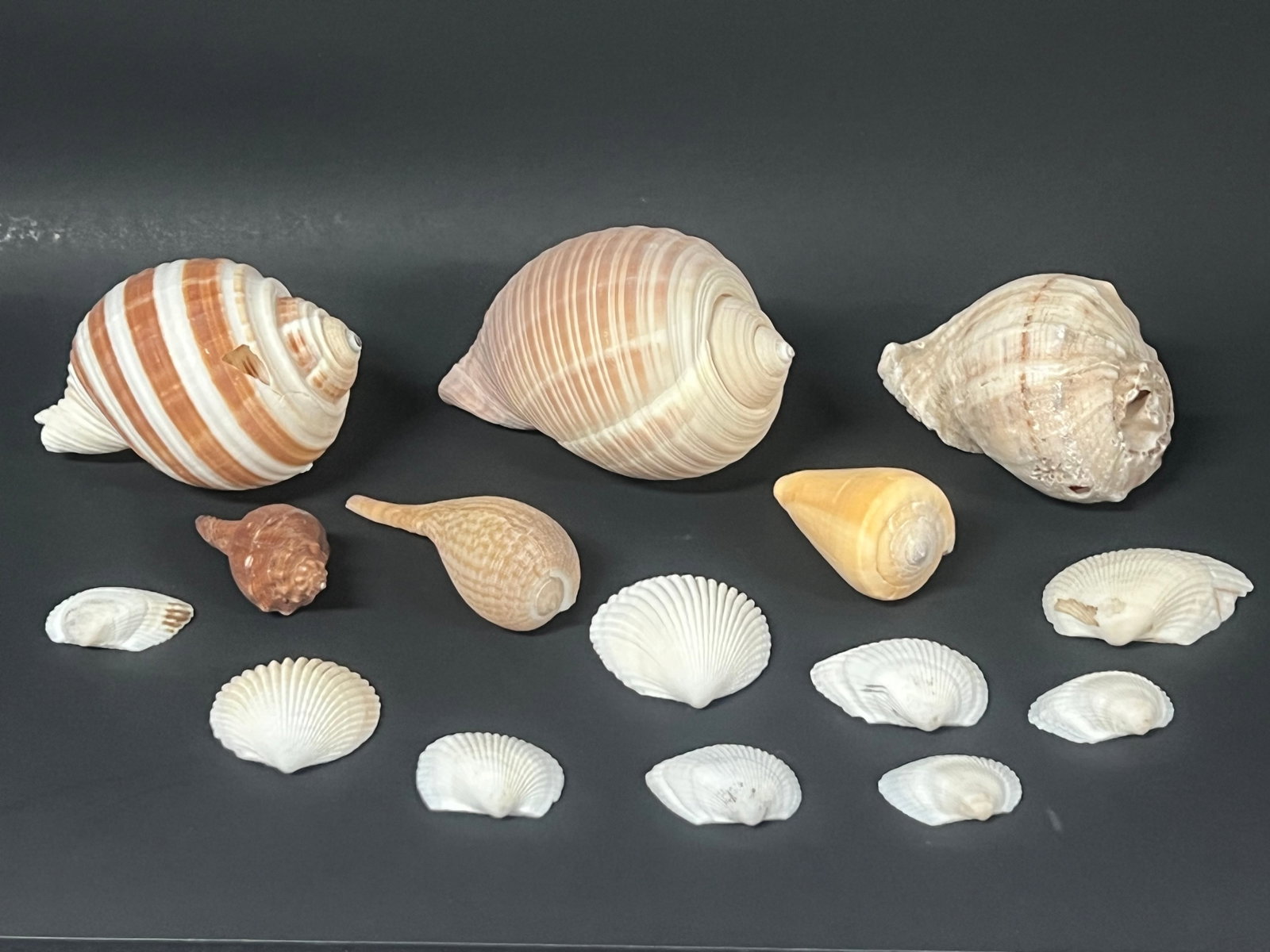 Assorted Seashells 15 Pcs. - 4