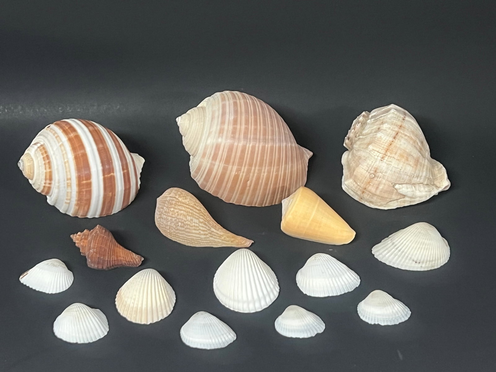 Assorted Seashells 15 Pcs. - 5