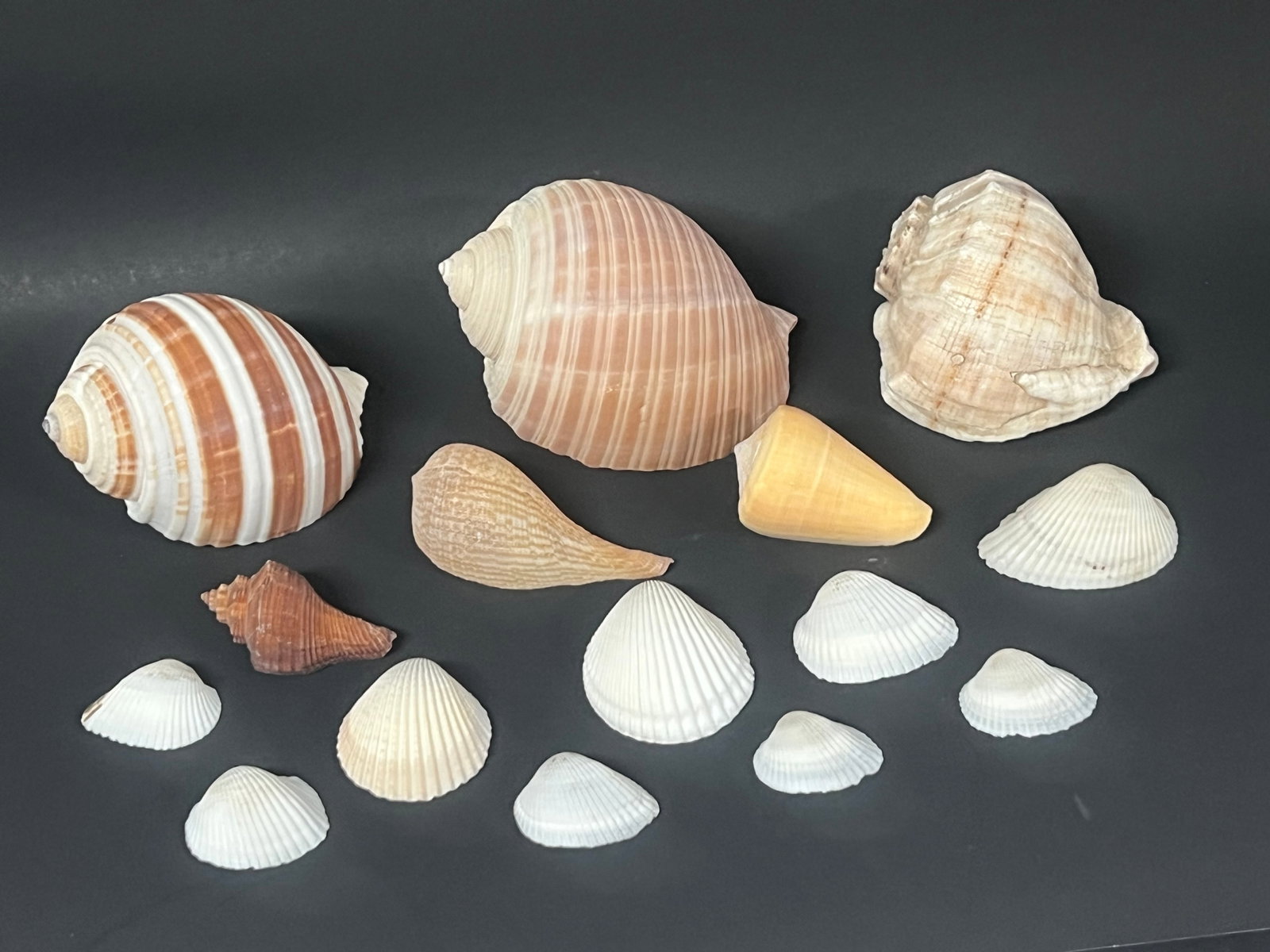 Assorted Seashells 15 Pcs. - 7
