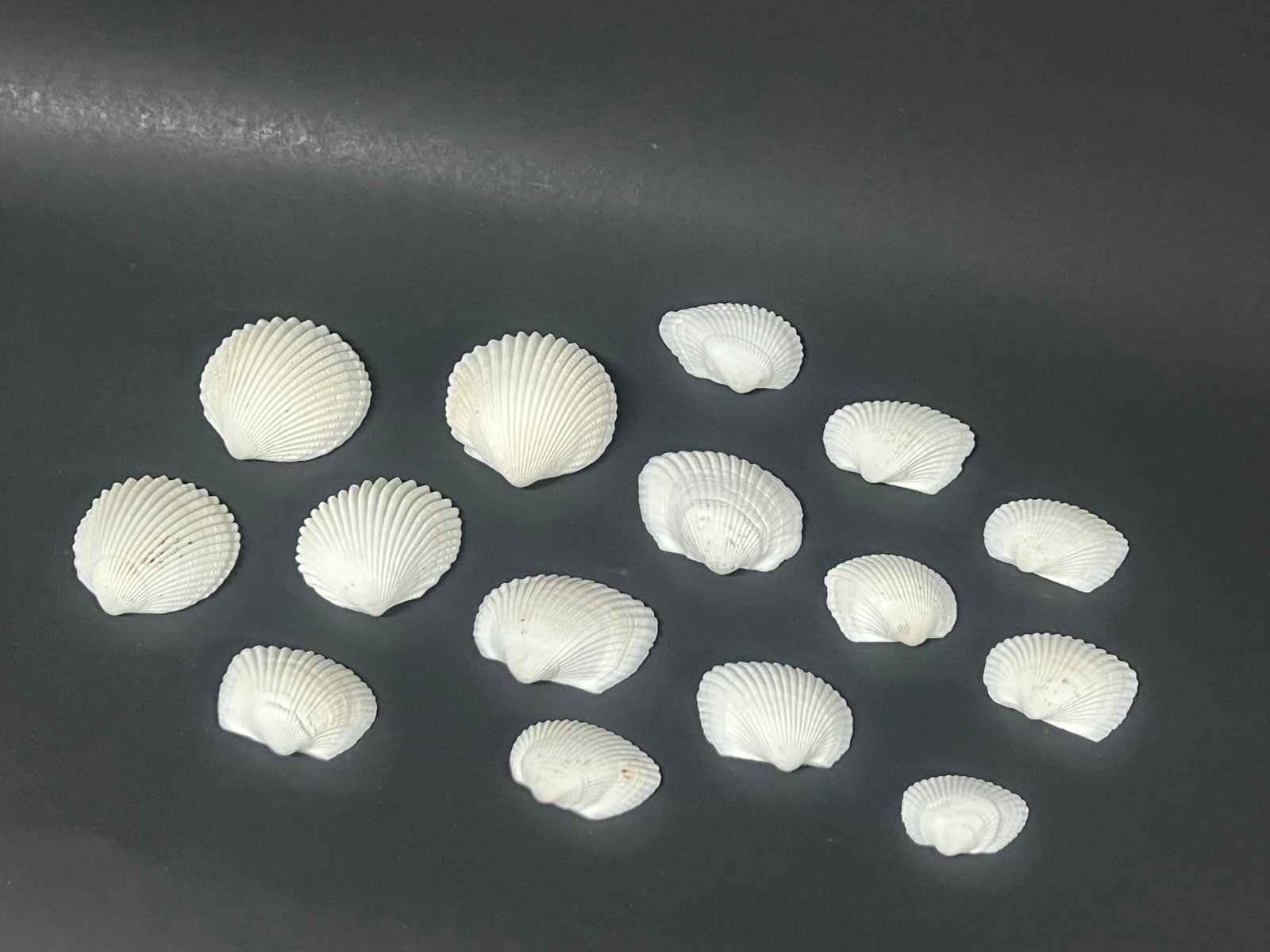 Assorted Seashells 15 Pcs. - 2