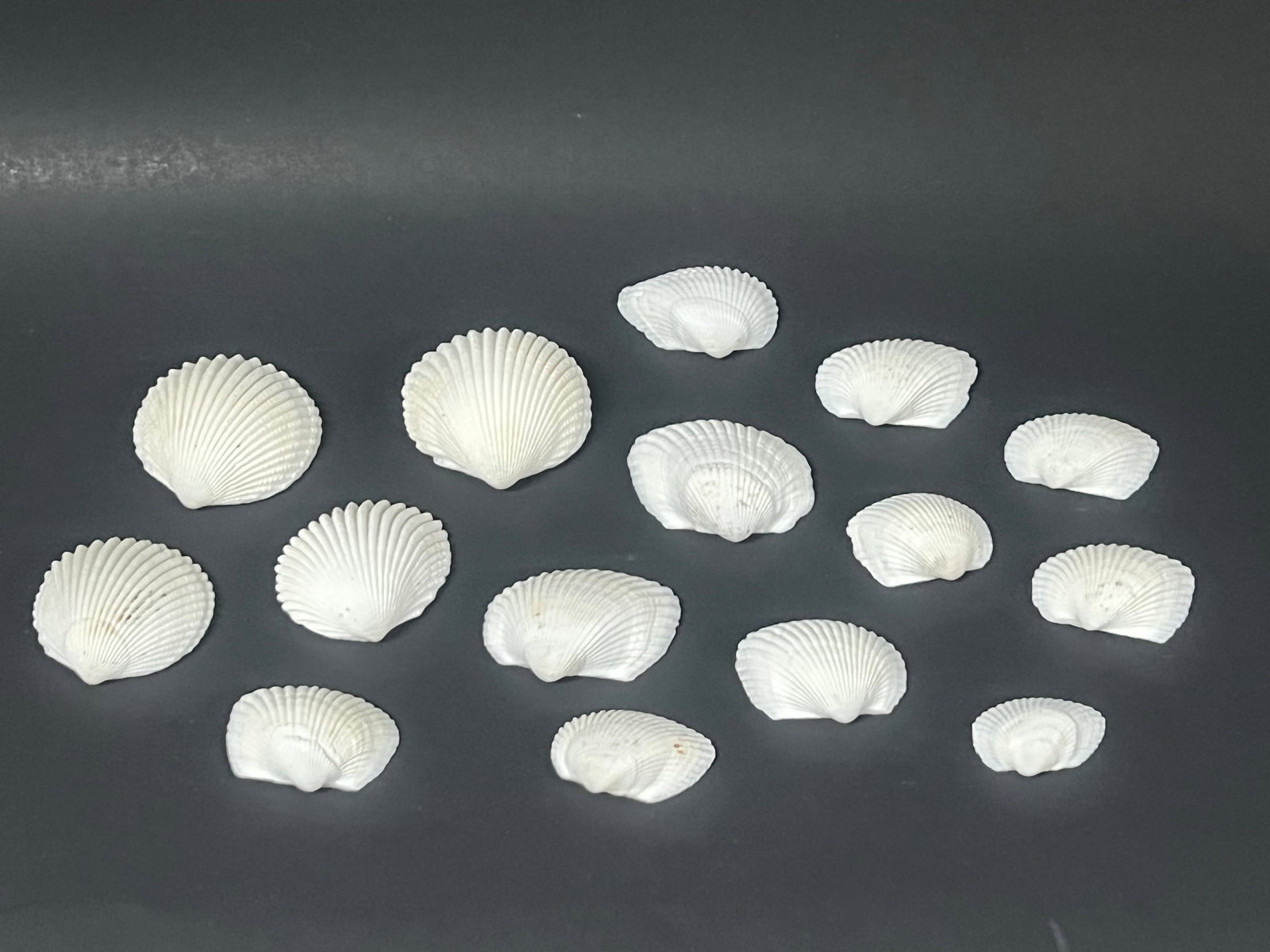 Assorted Seashells 15 Pcs. - 4