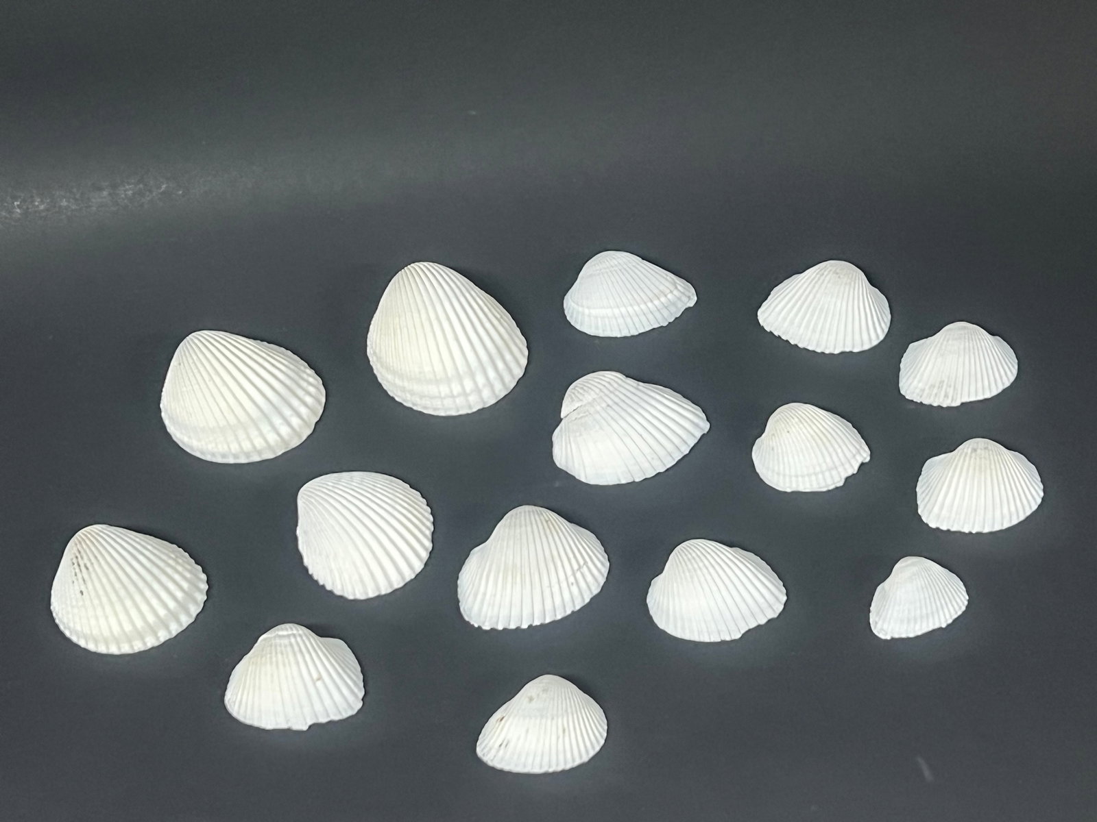Assorted Seashells 15 Pcs. - 7