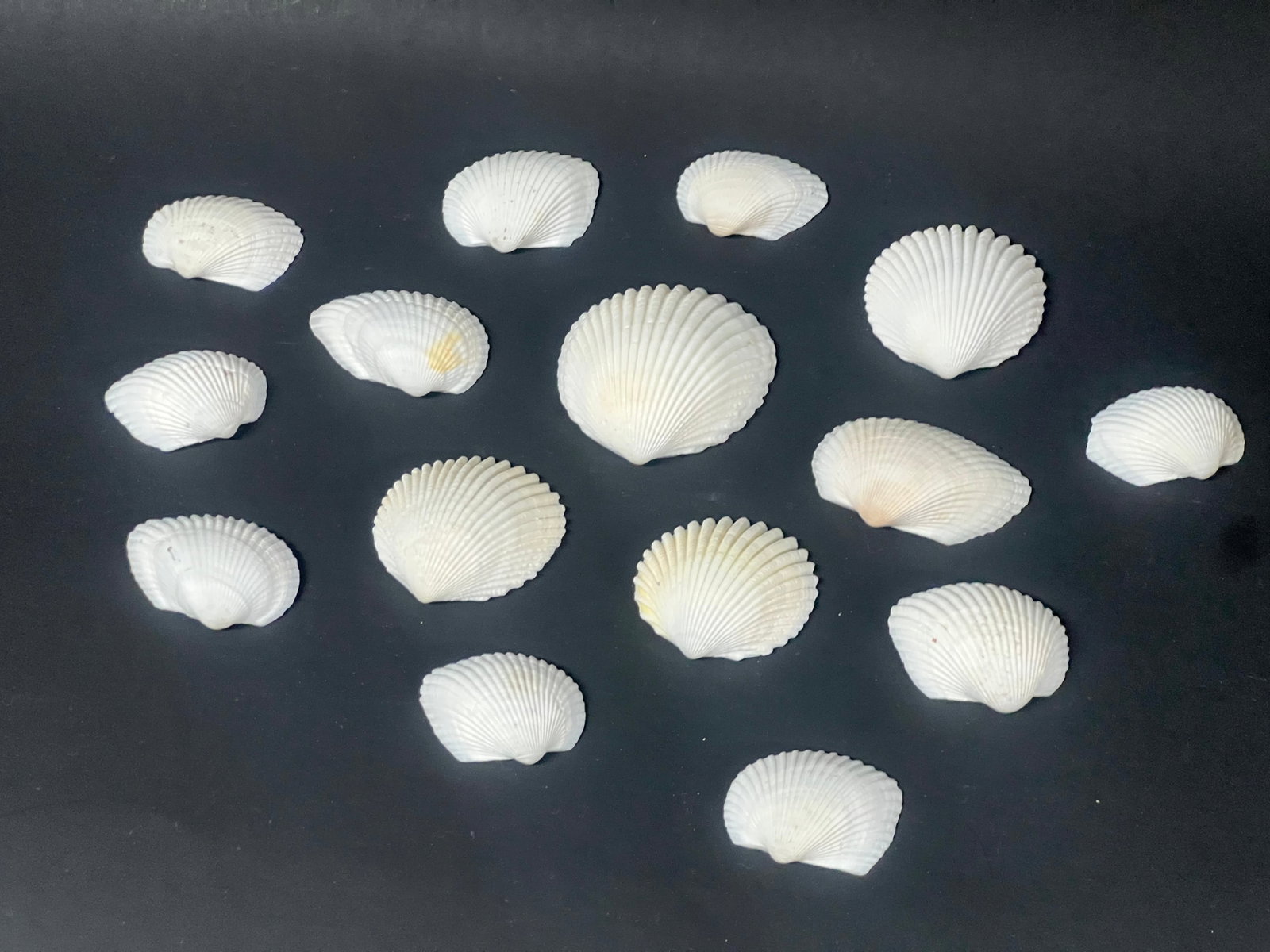 Assorted Seashells 15 Pcs. - 2